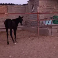 اسب ترکی با کره ۵ ماهه وآبستن|اسب و تجهیزات اسب‌سواری|شیراز, رکن‌آباد|دیوار