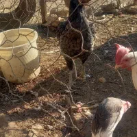 مرغ لاری خروس بوقلمون|حیوانات مزرعه|جعفرآباد, |دیوار