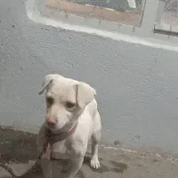 پاکوتاه ماده|سگ|شهریار, اصیل آباد|دیوار