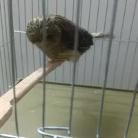 قناری کرست ماده