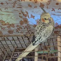 طوطی عروس گلباقالی ماده|پرنده|قزوین, |دیوار