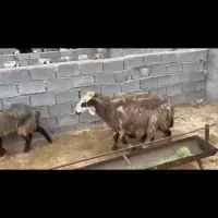 میش|حیوانات مزرعه|یاسوج, |دیوار