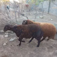 یک بره نر سالم وسرحال افشاری|حیوانات مزرعه|قلعه قاضی, |دیوار