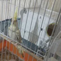 عروسی هلندی ماده باقفس|پرنده|اردبیل, |دیوار