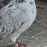 ک.بوتر نرو ماده نامبروان|پرنده|بروجن, |دیوار