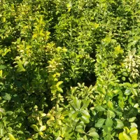 شمشاد|گل و گیاه طبیعی|شیراز, شهرک امیر کبیر|دیوار