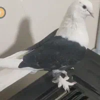 پشت سیاه ماده