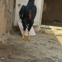 خروس اوشامو خاص