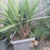 یوکا سرشاخه و بنسای|گل و گیاه طبیعی|رودسر, |دیوار