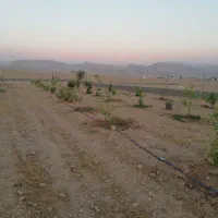 زمین کشاورزی مناسب برای گلخانه و باغ ویلا|فروش زمین و ملک کلنگی|اهواز, زیتون کارمندی|دیوار
