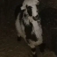 بره نر پلنگی|حیوانات مزرعه|بوئین و میاندشت, |دیوار