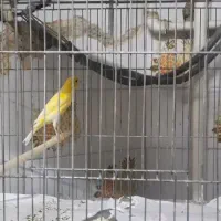 قناری آماده ونیمه آماده همه جونه امسال خونگی