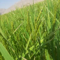 شراکت در محصول برنج اردل