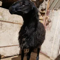 بره قوچ قره قزل