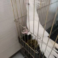 عروس هلندی البینو ماده