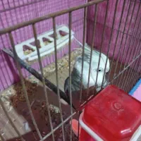 عروس هلندی|پرنده|بندرعباس, |دیوار