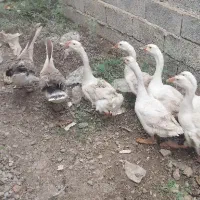 قو قاز سفید و افریقای