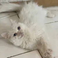گربه پرشین بریتیش ماده