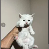 واگذاری بریتیش|گربه|شهریار, شهرک شاهد|دیوار