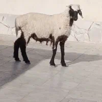 بره‌نر