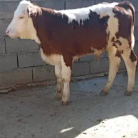 سیمیتال درجع یک|حیوانات مزرعه|کهریزک, |دیوار