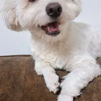 پانسیون خانگی سگ