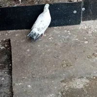 کبوتر گرفته|حیوانات|رشت, گلسار|دیوار