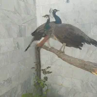 طاووس