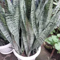 فروش محصولات خانگی|گل و گیاه طبیعی|لاهیجان, لاشیدان|دیوار