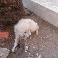 سگ ماده|سگ|اردکان, |دیوار