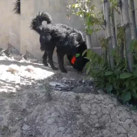 توله نر قدری جونی زیبا|سگ|برازجان, |دیوار