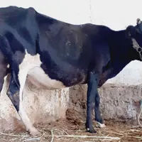 ۲گاو یا گوساله جرسی اصل ۸ماه ابستن بشرت معاینه|حیوانات مزرعه|اهواز, کیانشهر|دیوار