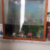 اکواریویم