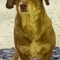 واگذاری سگ نژادمیکس بیت بول پسر|سگ|مشهد, شهید مطهری|دیوار