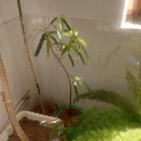 گل های طبیعی|گل و گیاه طبیعی|نیشابور, مازول|دیوار