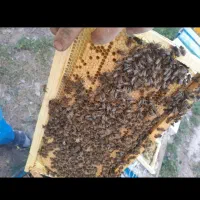 زنبور عسل فول