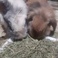 خرگوش لوپ نر و مادره