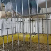 راهب مولد ابی