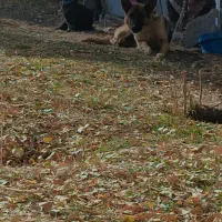 ماده ژرمن فروشی فوری قیمت چهار رو نیم|سگ|خلخال, |دیوار