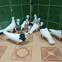 چند جفت طوقی|پرنده|لامرد, |دیوار