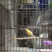 دوعدد قناری نر بالغ