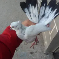 کبوتر غریب 3عدد|پرنده|ابهر, |دیوار