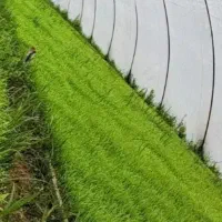 توم شیرودی و دمسیاه آماده نشا