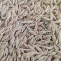 جو جلگه بذری تمیز