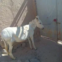 سلام خدمت دوستان یک عدد خر گوسفند|حیوانات مزرعه|قوچان, |دیوار