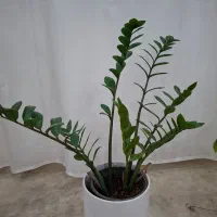 گل طبیعی