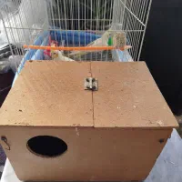 دوتا عروس هلندی لوتینو زعفرانی