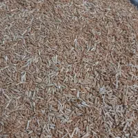 گندم با جو مخلوط .