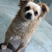 سگ پامر اشپیتز