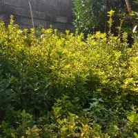 شمشاد طلایی و سبز زمینی